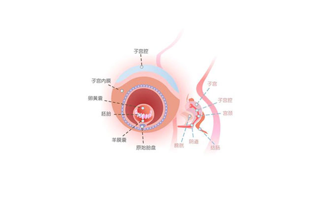 怀孕第四周胎儿图
