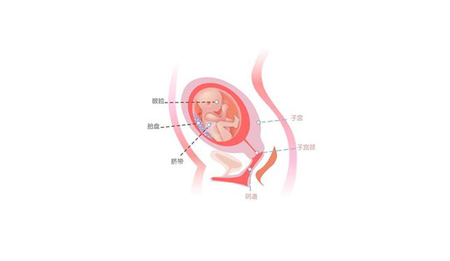 怀孕第二十一周胎儿图