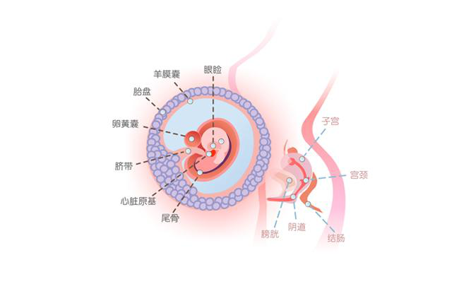 怀孕第七周胎儿图