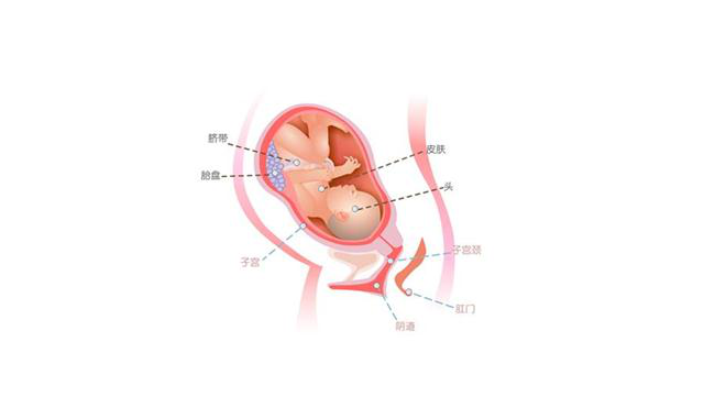 怀孕第三十六周胎儿图