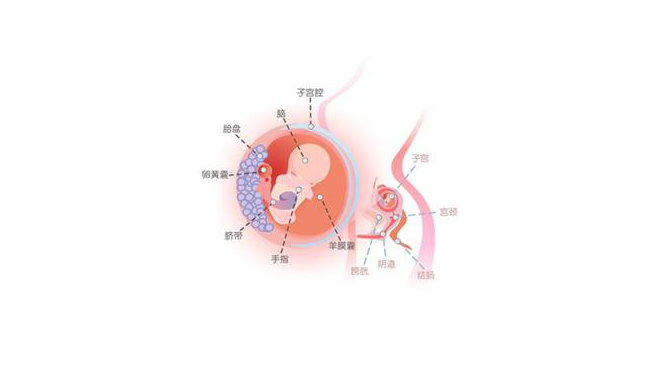 怀孕第十周胎儿图