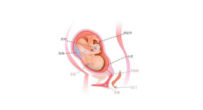 怀孕第三十二周胎儿图