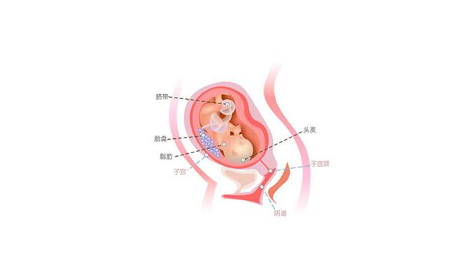 怀孕第二十五周胎儿图