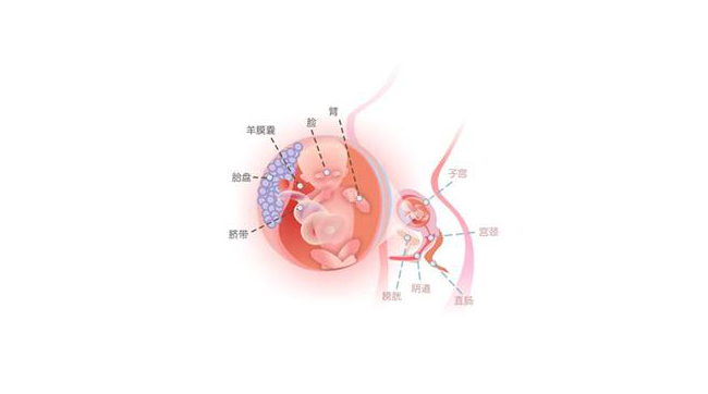 怀孕第十四周胎儿图