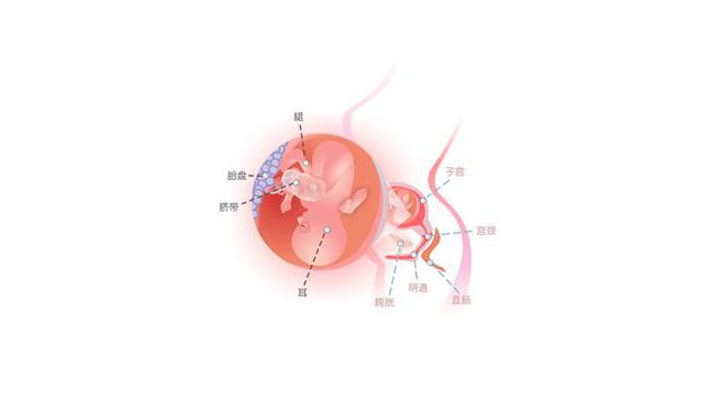 怀孕第十八周胎儿图
