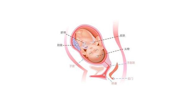 怀孕第三十三周胎儿图