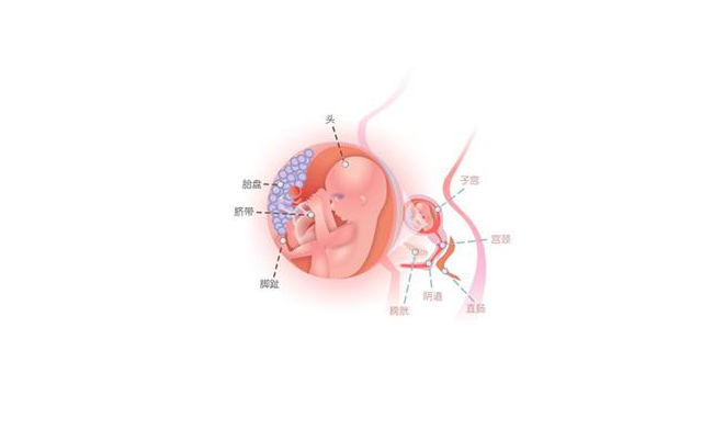 怀孕第十六周胎儿图