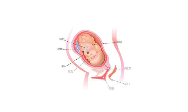 怀孕第三十五周胎儿图