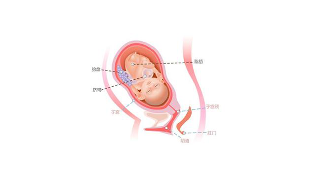 怀孕第三十一周胎儿图