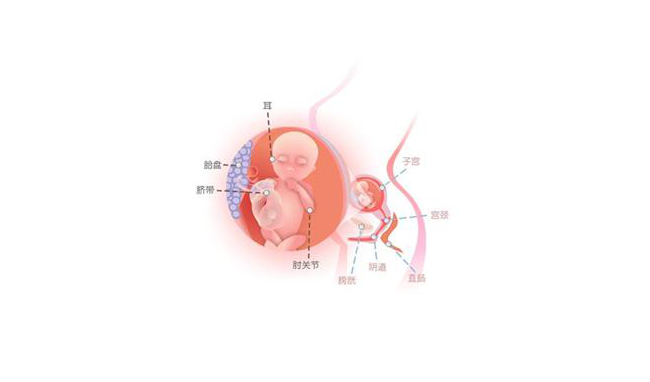 怀孕第十七周胎儿图