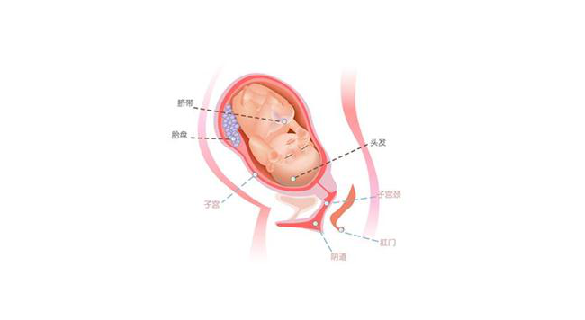 怀孕第三十七周胎儿图