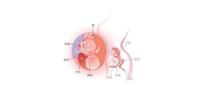 怀孕第十五周胎儿图