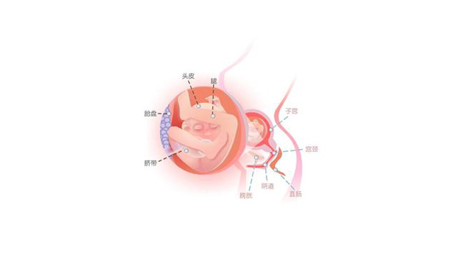 怀孕第十九周胎儿图