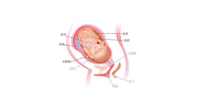 怀孕第三十九周胎儿图