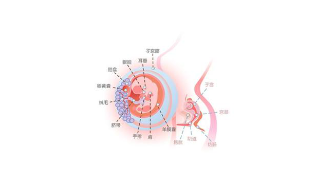 怀孕第九周胎儿图