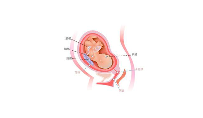 怀孕第二十八周胎儿图