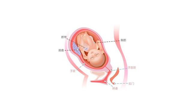 怀孕第三十四周胎儿图